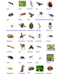 Pest library