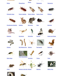 Pest library 2