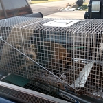 Raccoon