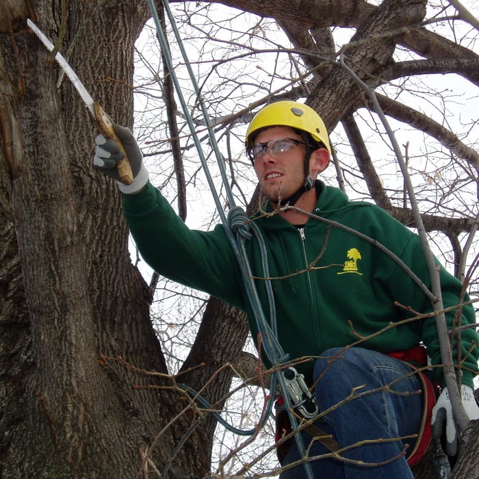 Trimming/Pruning Trees