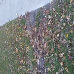 Before ( Leaf Clean Up)