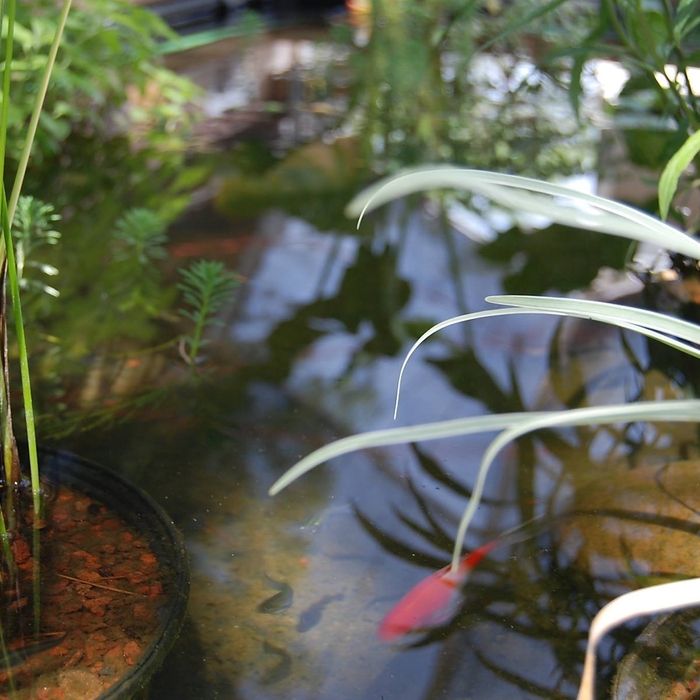 Koi Pond