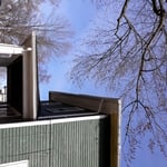 Tree growing in roof