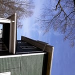 Tree growing in roof