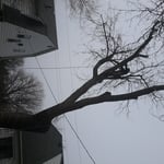 Tree in power lines