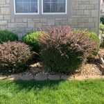 Tree trimming
