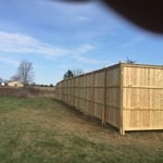 8' Tall Western Red Cedar
