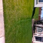 Lawn fertilization and weed control.