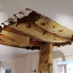 Plaster removal