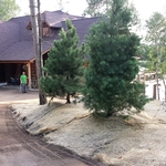White and red pines planted
