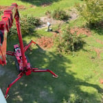 Tree Removal