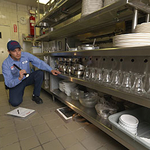 Commercial Pest