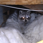 Raccoon Removal