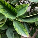 Citrus tree