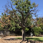Apricot tree
