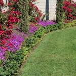 Proper Plant Care Health