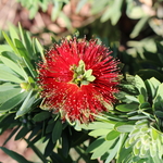 Proper Plant Care Health