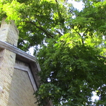 Maple
