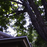 Maple