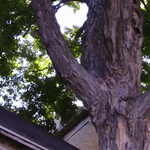 Maple