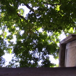 Maple