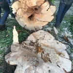 Maple tree