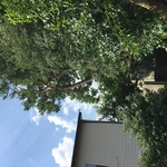 Tree trimming