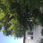 Tree trimming