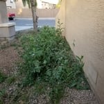 Tall Weeds