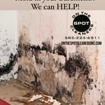 Mold Removal