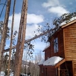 Tree #1