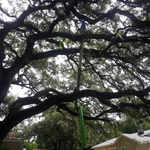 Live Oak crown cleaning