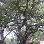 Live Oak crown cleaning