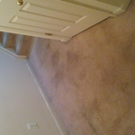 Carpet before and after