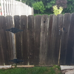 Cedar fence