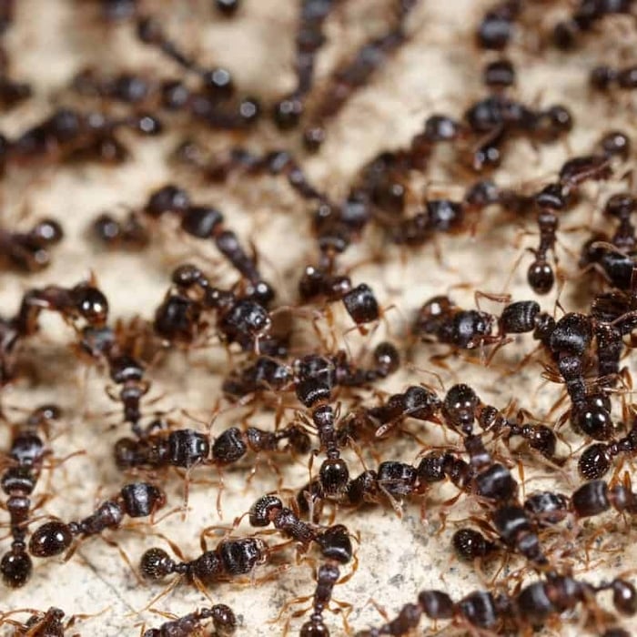 Common Pests