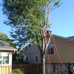 Hazardous Tree Removal