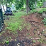 Overgrown backyard