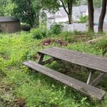 Overgrown backyard