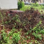 Overgrown backyard