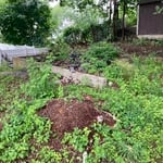 Overgrown backyard