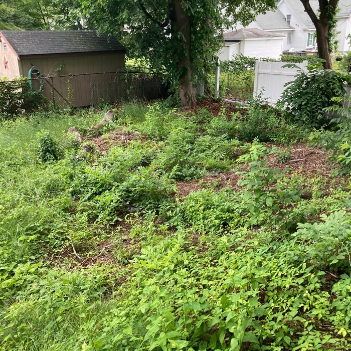 Overgrown backyard
