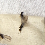 Termites