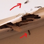 Termites