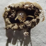 Termites