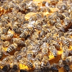 Beehive Removal