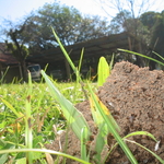 Yard Ant Control