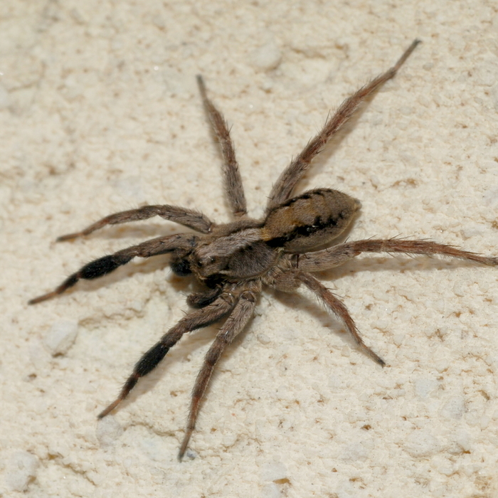Jumping Spider