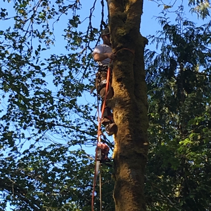 Owner falling a single tree