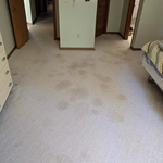 Pet Potty Stains!